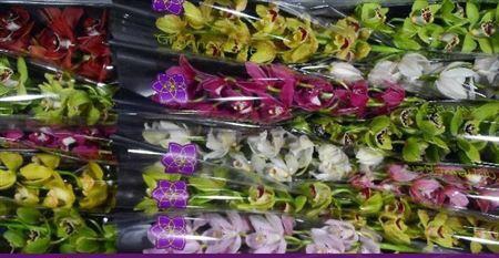 <h4>Cymb Mi Gem</h4>