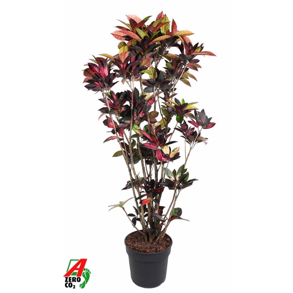 <h4>Codiaeum Mrs Iceton vertakt P40-180</h4>