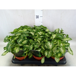 Syngonium  'Pixie'