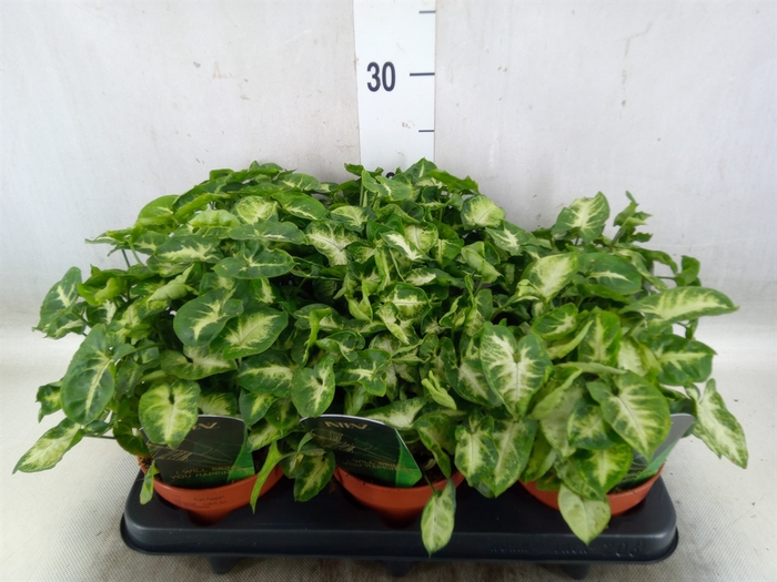 <h4>Syngonium  'Pixie'</h4>