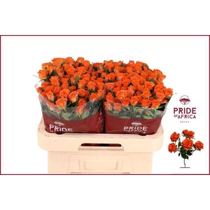 Rosa spray picanto