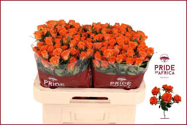 <h4>Rosa spray picanto</h4>