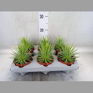 Agave stricta 'Nana'