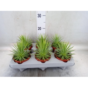 Agave stricta 'Nana'