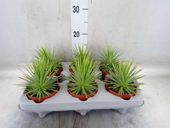 <h4>Agave stricta 'Nana'</h4>