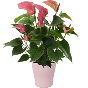 Anthurium Romantico in Alicante ceramics