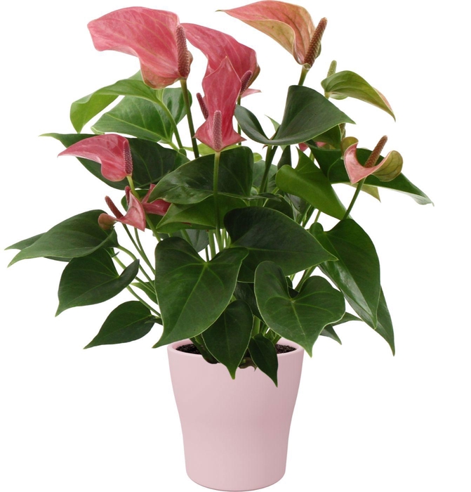<h4>Anthurium Romantico in Alicante ceramics</h4>