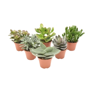 Crassula mix