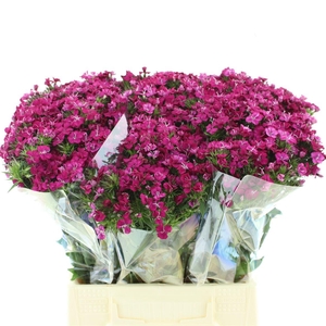 Di Barb Amazon Cherry Super