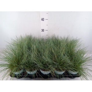 Festuca glauca 'Compacta Blue'