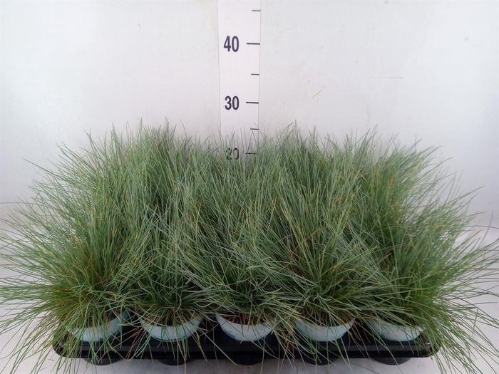 <h4>Festuca glauca 'Compacta Blue'</h4>