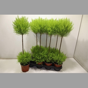 Cupr Ma Goldc Vormen Duo Bol