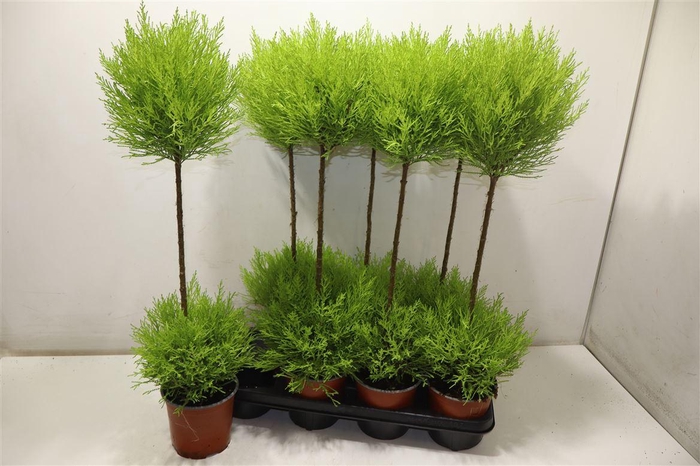 <h4>Cupr Ma Goldc Vormen Duo Bol</h4>