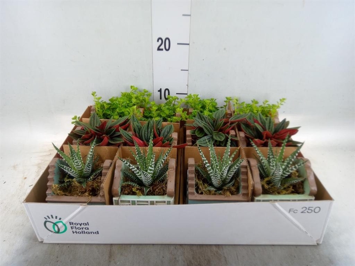 <h4>Planten ..in schaal L%</h4>