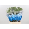 Veron Smart Luna Wit Spray