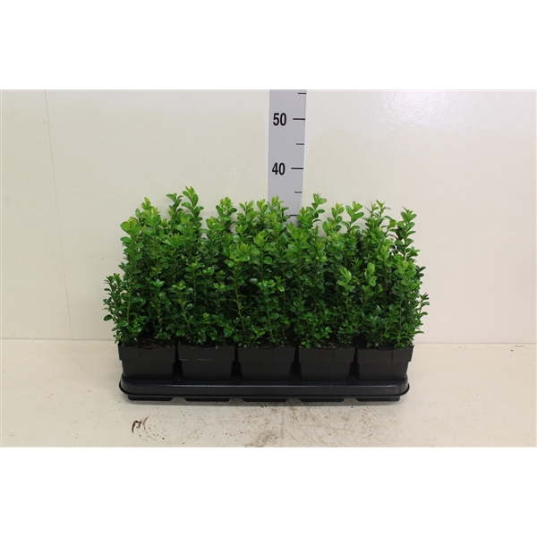 <h4>Buxus sempervirens P13 (potgekweekt)</h4>