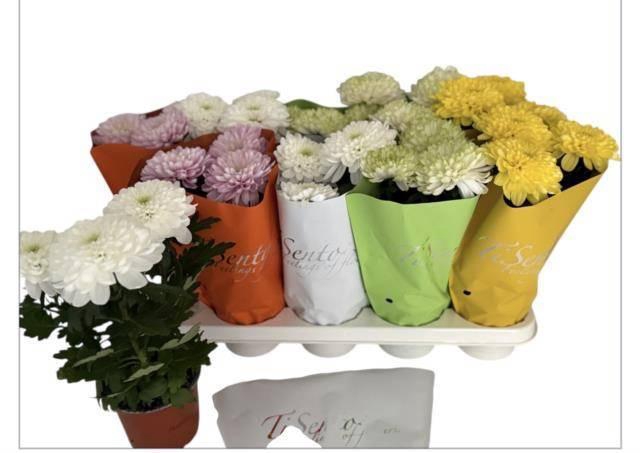 <h4>CHRYS ZEMBLA GEM</h4>