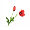 Papaver Red