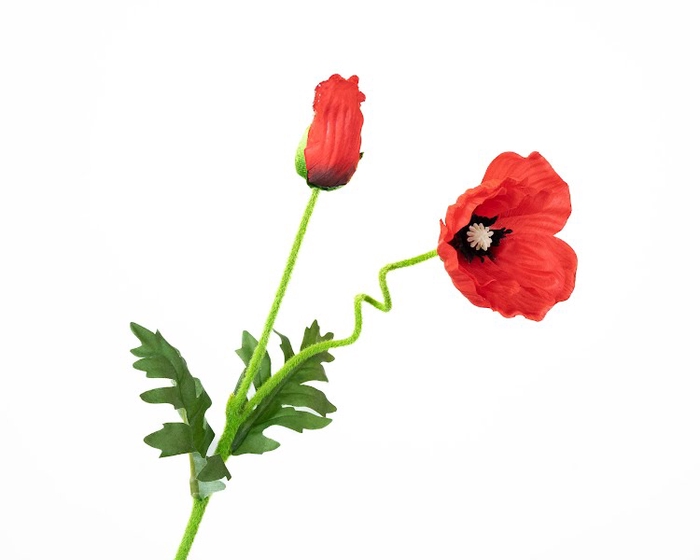 Papaver Red