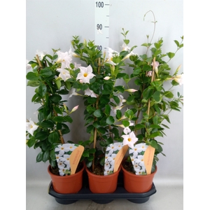 Mandevilla  'Sundavil White'