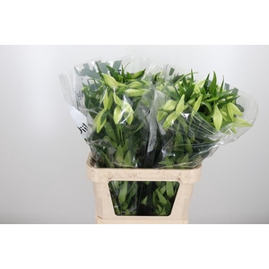 Lilium Lf White Heaven