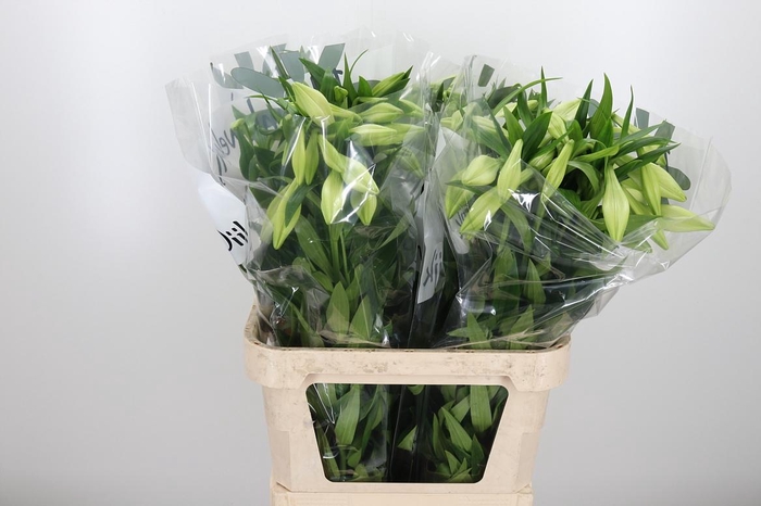 <h4>Lilium Lf White Heaven</h4>