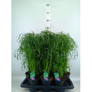 Cyperus alternifolius