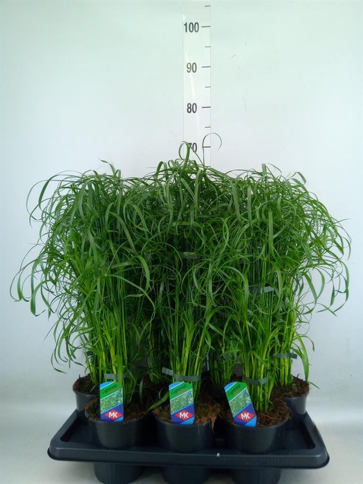 <h4>Cyperus alternifolius</h4>