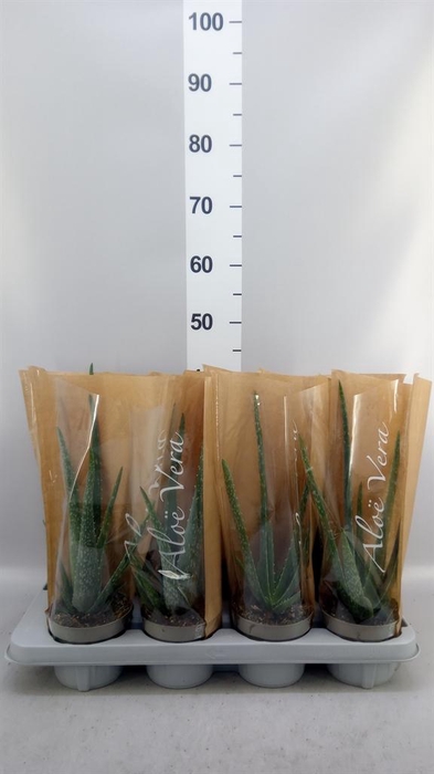 <h4>Aloe vera</h4>