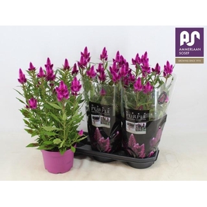 CEL DEEP PURPLE