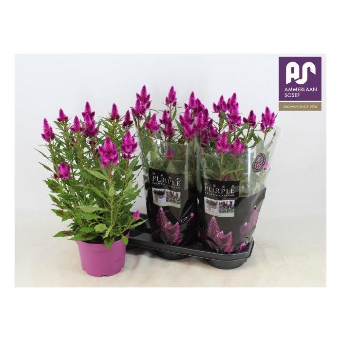 <h4>CEL DEEP PURPLE</h4>