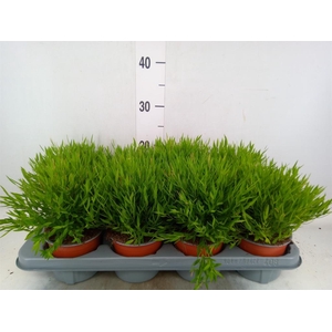 Pogonatherum  'Monica'