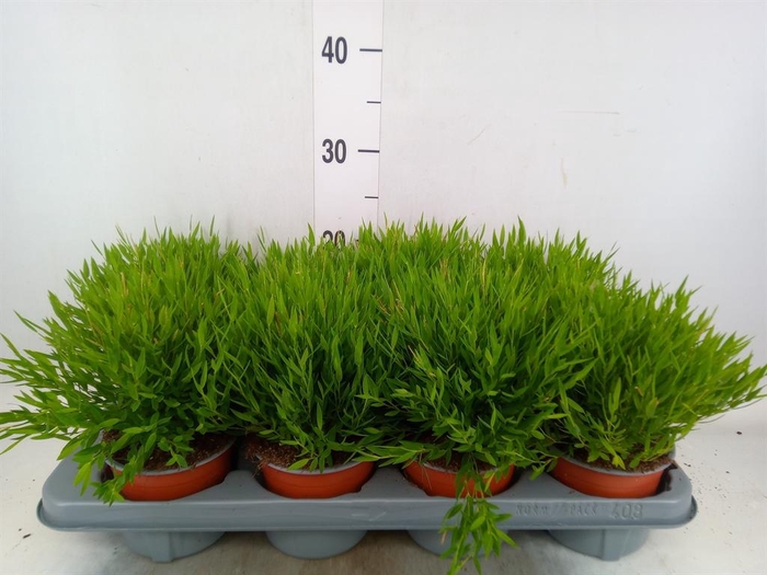 <h4>Pogonatherum  'Monica'</h4>