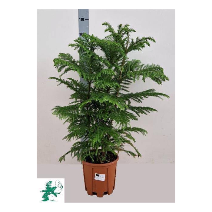 <h4>Araucaria Heterophylla 23Ø 115cm 6pp</h4>