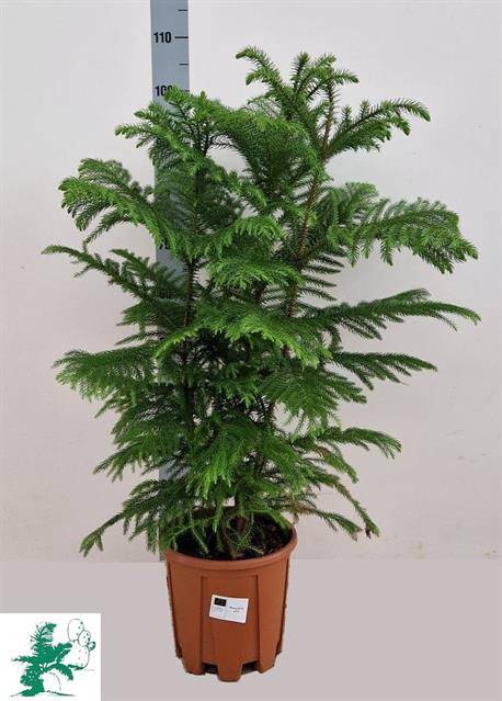 Araucaria Heterophylla 23Ø 115cm 6pp