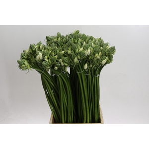 Ornithogalum Pilar