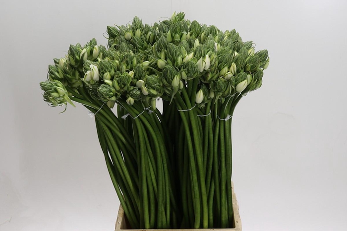 <h4>Ornithogalum Pilar</h4>
