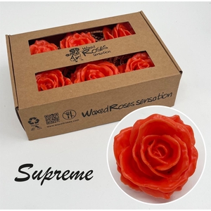 Zijde R Supreme Versilea (dark) Wx