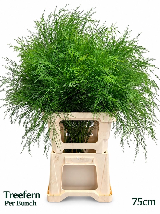 <h4>ASP VIRGATUS</h4>