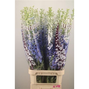 Delph El Dewi Light Blue Smile