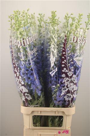 <h4>Delph El Dewi Light Blue Smile</h4>