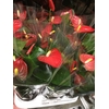 Anthurium Red Champion 21cm