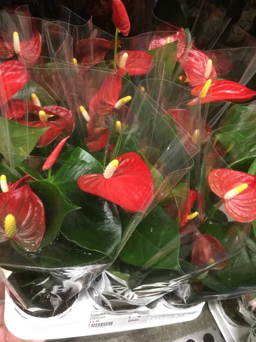 Anthurium Red Champion 21cm