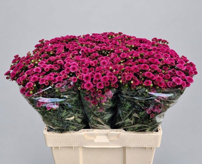 <h4>Chr S Mad Tyolo Pink</h4>