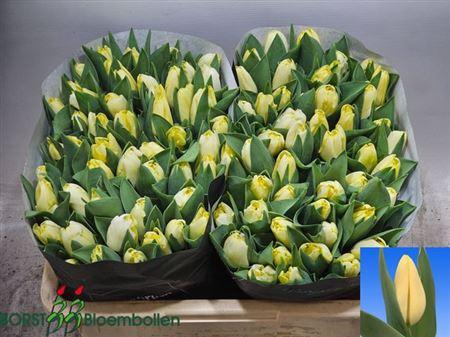 <h4>Tu En Creme Silence</h4>