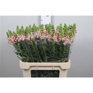 Antir Antibes Pink