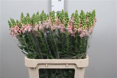 <h4>Antir Antibes Pink</h4>