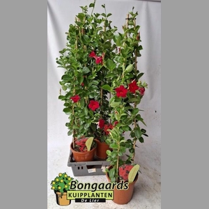 MANDE SUN RED 115 CM