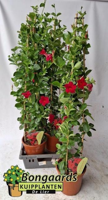 <h4>MANDE SUN RED 115 CM</h4>