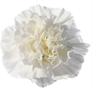 <h4>DI ST POLAR ROUTE</h4>